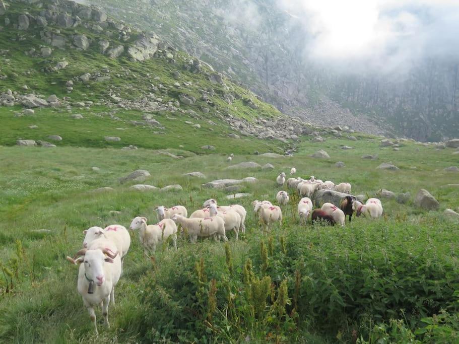 "Le Desman" Confortable T2 A La Montagne Face Aux Thermes Rando, Cure Aulus-les-Bains Eksteriør billede